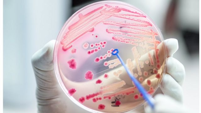 Cientista observa micróbios em laboratório