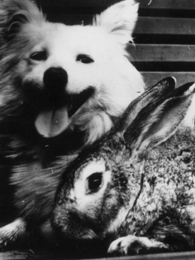 cachorro e coelho