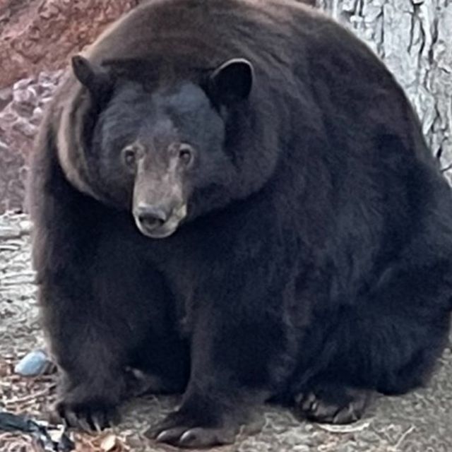 fluffy black bear