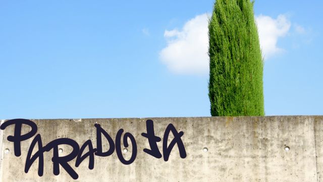 Árbol tras muro y graffiti que dice paradoja