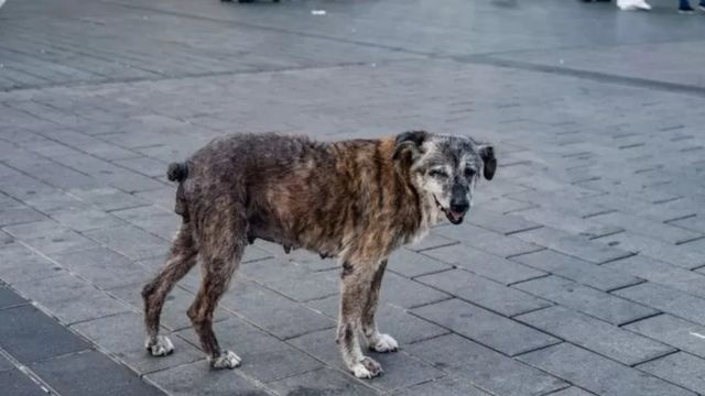 நாய்கள் கடிப்பது என்?