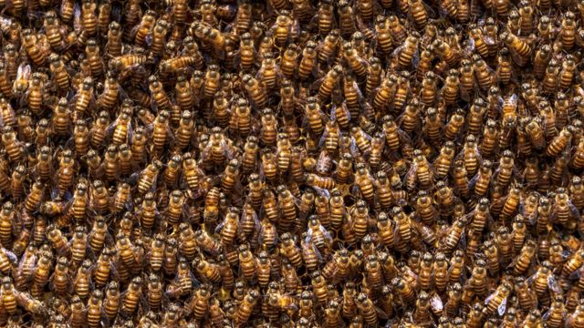 Китайские восковые пчелы "кричат", заставляя свои тела вибрировать