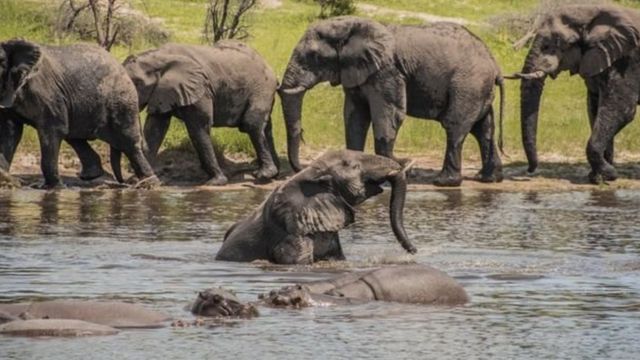 ELEPHANT