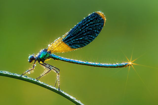 Detalle de una libélula