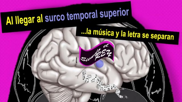 Explicación de cómo se guarda la letra de las canciones en el cerebro
