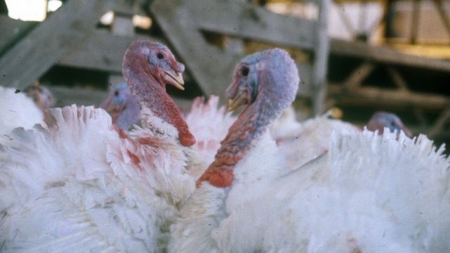 индейки на ферме
