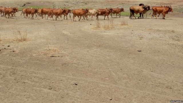 सांगली येथील कडेगावातील फोटो