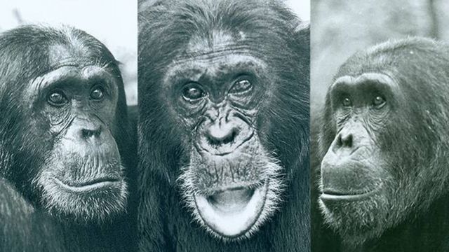 Três chimpanzés do Parque Nacional de Gombe nos anos 1970