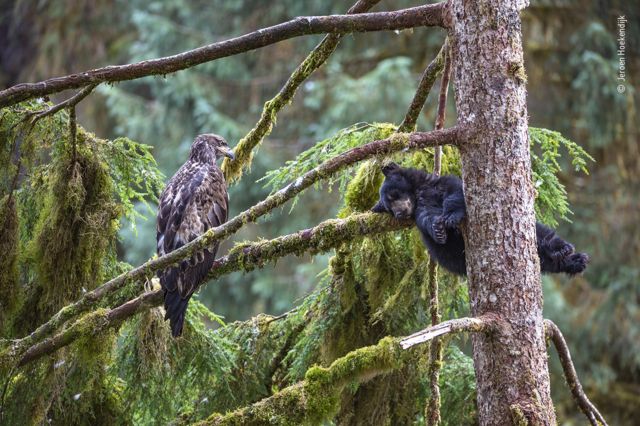 Um filhote de urso dorme em um galho de árvore observado por uma águia em uma floresta verde e cinza