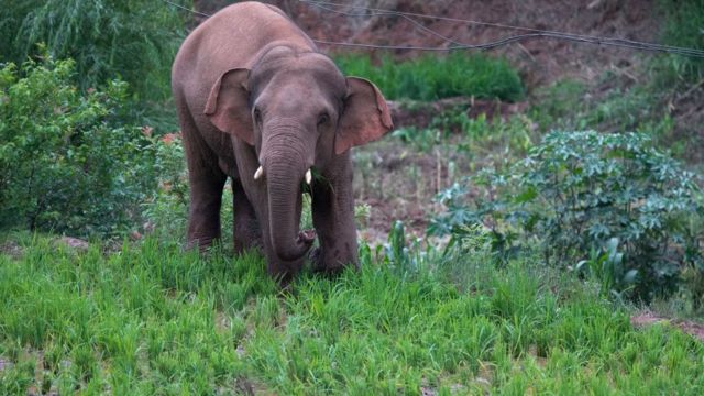 யானை மாதிரிப் படம்