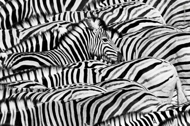 Várias zebras