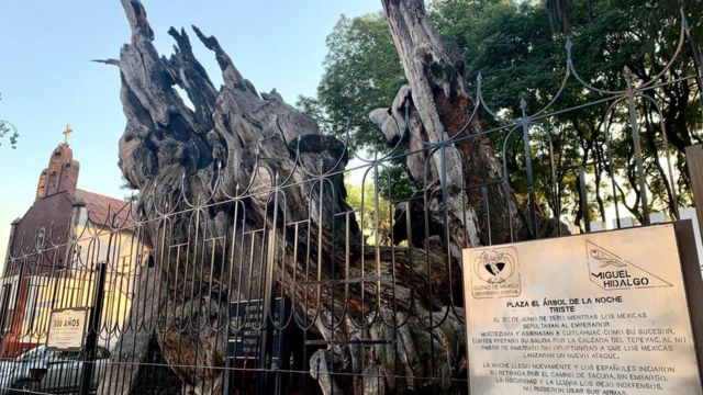 Árbol de la Noche Triste