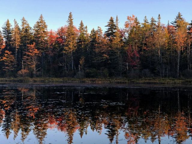 Bosque en Maine