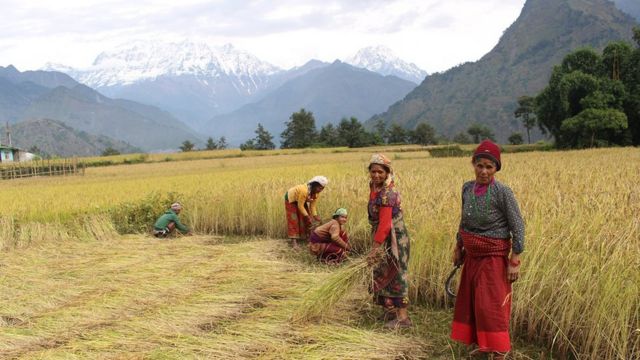 म्याग्दीमा धान काट्दै महिला