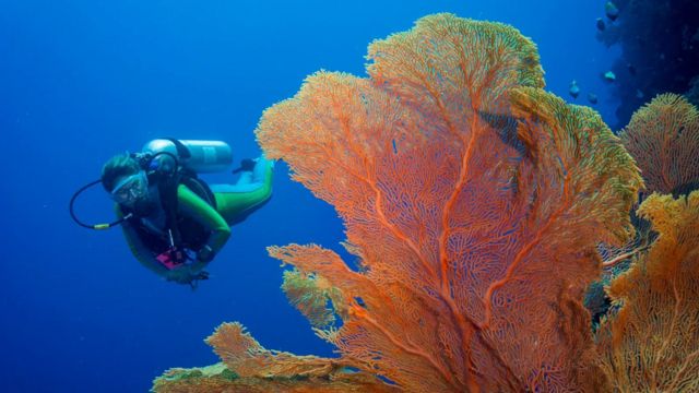 帕劳这个西太平岛国以其叹为观止的潜水世界和丰富多彩的海洋生物而闻名（Credit: Westend61/Getty Images）(photo:BBC)