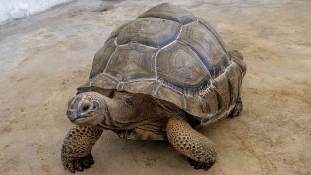 Igbo Folktale: Ihe ụmụ anụmanụ pụtara n'akụkọ ifo Igbo - BBC News Ìgbò