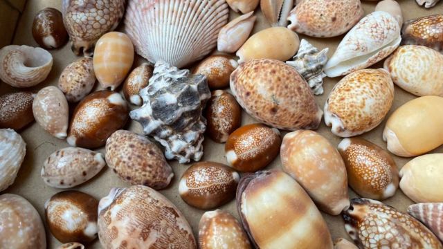 O pai da jornalista Nora Fakim reuniu uma coleção enorme de conchas durante a juventude dele na região