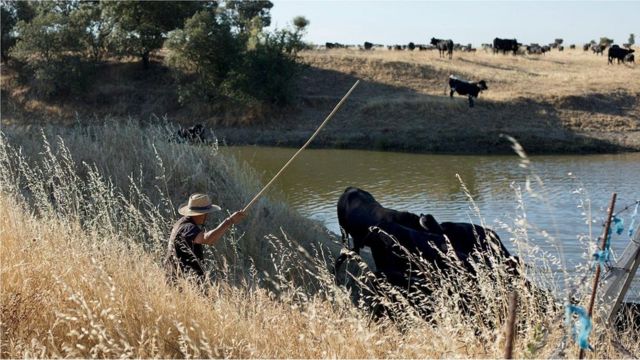 كيف يعود رعي المواشي لإنقاذ العالم في المستقبل؟