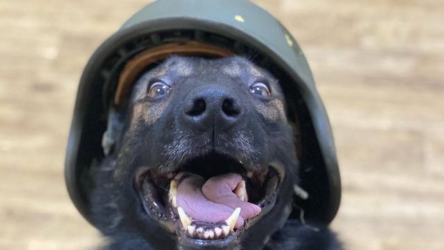 O cachorro de Oleksandra em um capacete