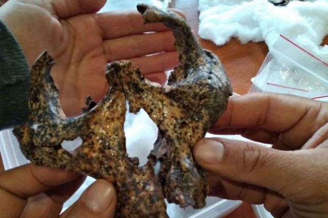 Güney Afrika'da bulunan kafatası