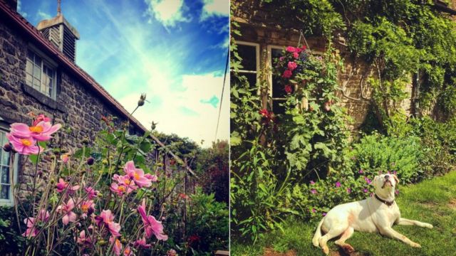 Flowers outside cottage and dog in garden