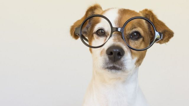 Un perro con lentes.