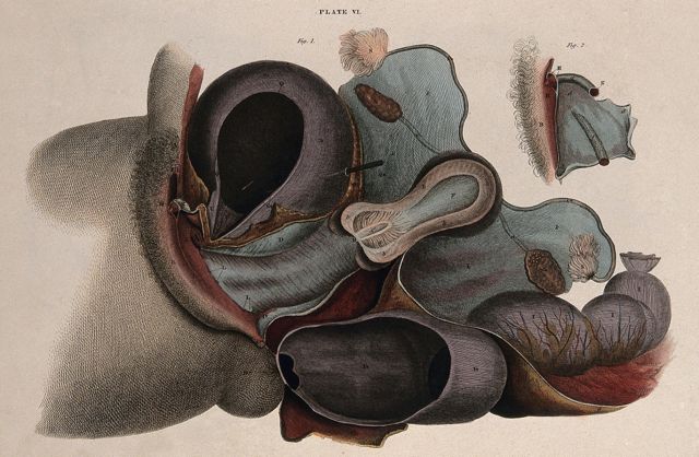 El sistema reproductor femenino con un detalle que muestra el clítoris. W.H. Lagartos, ca. 1827.
