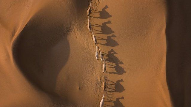 Camelos no deserto