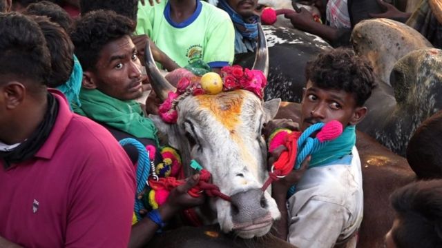 Bulls waiting to participate in the competition and its owners