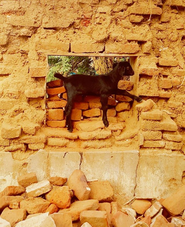 ईंट की दीवार पर बकरी