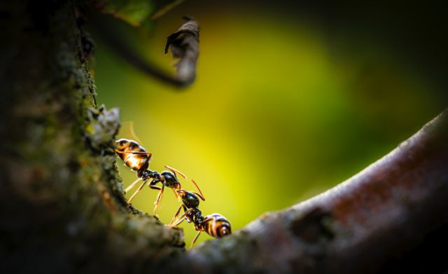 Formigas na natureza
