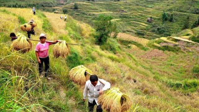 Plantação de arroz