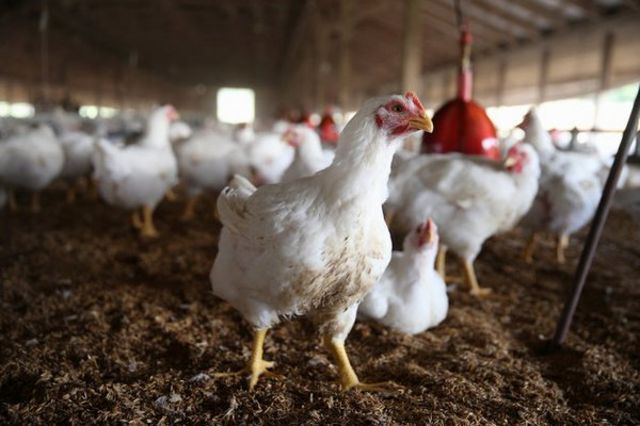 محمود حجتی، وزیر جهاد کشاورزی گفته قیمت واقعی هرکیلوگرم مرغ برای مصرف کنندگان ۱۰ هزار تومان است