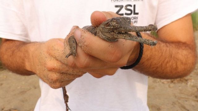 Gharial juvenile