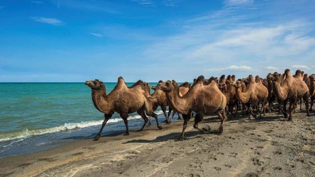 Camellos en la orilla de un lago
