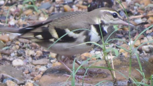 बन टिकिकाइ