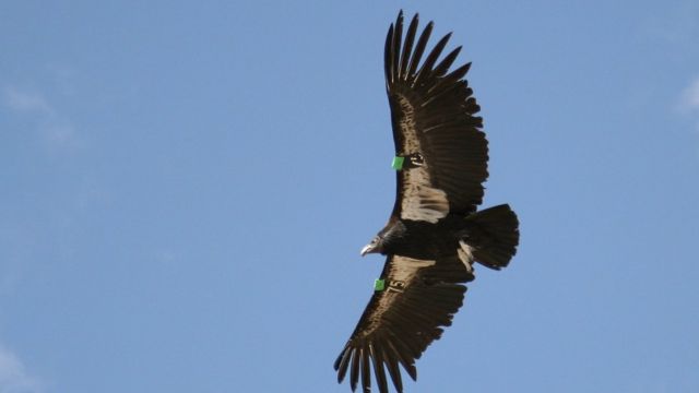 கலிபோர்னியா கான்டோர்.