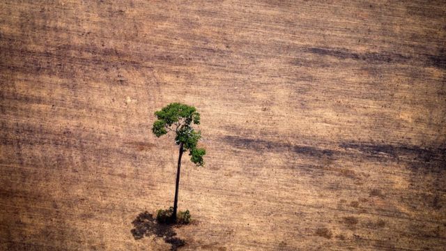 Cuáles son los países más deforestados del mundo y cuántos están en América  Latina - BBC News Mundo