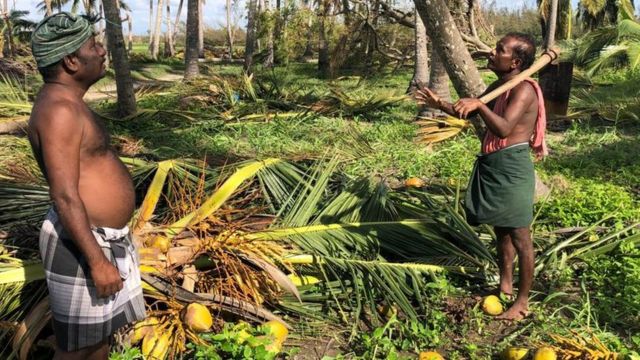 "தென்னை மரங்கள் உருவாக ஒரு தலைமுறையாகும்": தென்னை விவசாயிகள் வேதனை