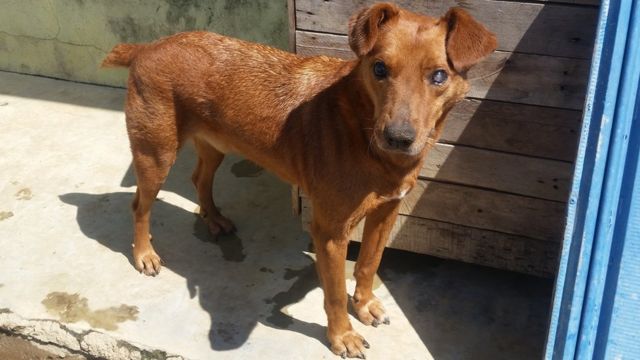 Qual a expectativa de vida de 19 raças de cães - BBC News Brasil