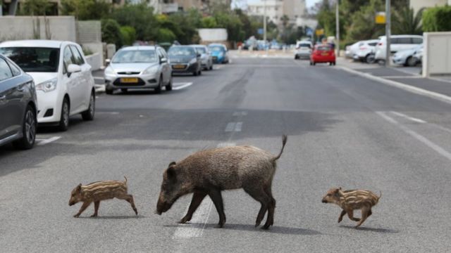 Wild animals' frequent trips to city