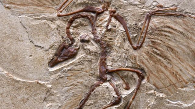 如果条件适宜，人体也可以像这头1.5亿年前的始祖鸟一样保留下来（图片来源：Getty）(photo:BBC)