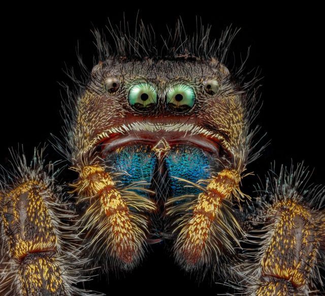 Foto microscópica de una araña saltadora.