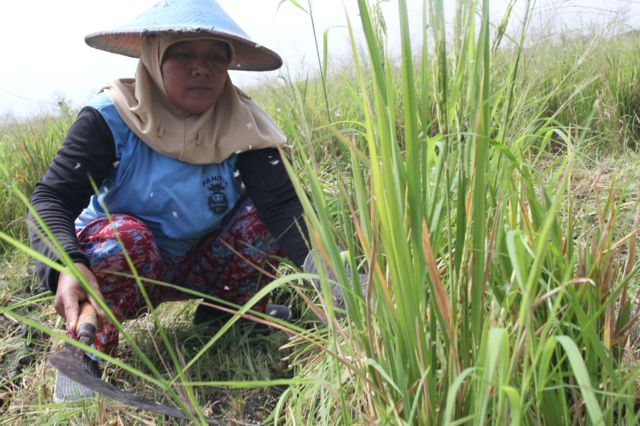 Swasembada Pangan: Penghargaan Swasembada Beras Untuk Presiden Jokowi ...