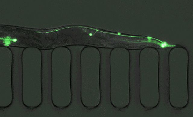 C. elegans em laboratório