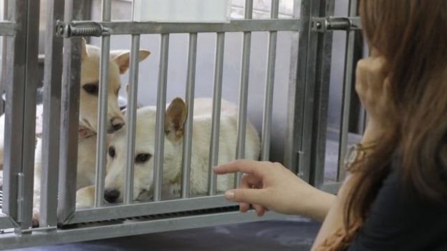 Perros en una jaula