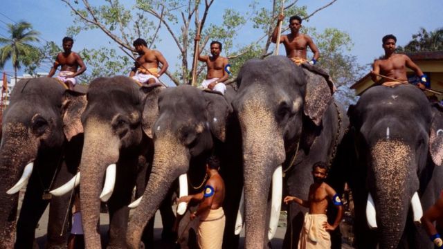 Kerala eyaletinde sadece Guruvayur tapınağında 50'den fazla fil var.