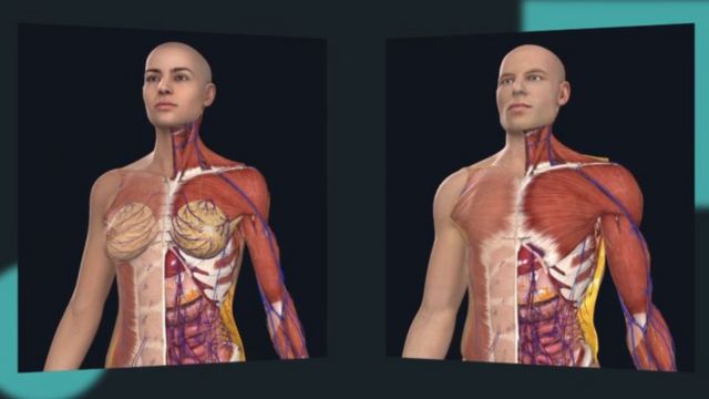 Elsevier's new 3D female model is compared to a male model