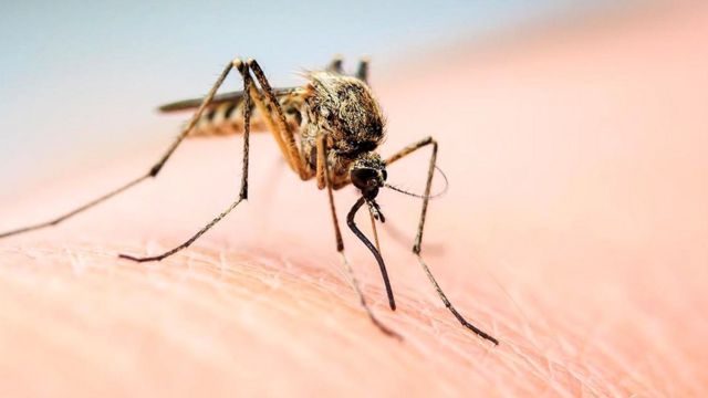 Нравится ли комарам кровь пьяного человека? - BBC News Русская служба