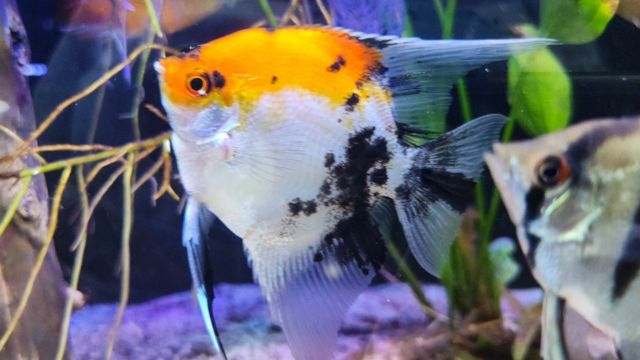 Aquariums 'deliver significant health benefits' - BBC News